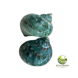 เปลือกหอยเทอร์โบขัดเงาธรรมชาติพร้อมเคลือบสีเขียวมุกเหลือบรุ้ง สำหรับงานตกแต่งบ้าน งานฝีมือ ผู้ผลิตเวียดนาม ขายส่ง - Product Image 5