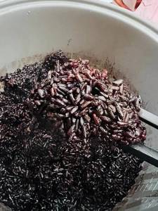 ข้าวเหนียวดำพันธุ์ใหม่คุณภาพส่งออก ขายส่งสำหรับผู้จัดจำหน่ายอาหาร ร้านอาหาร และตลาดขายอาหารเพื่อสุขภาพ - Product Image 6