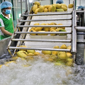 Bebida de jugo de mango 100% Bebidas de jugo enlatadas Fábrica de Vietnam Sin azúcar agregada-Venta al por mayor Mejor precio, Muestra gratis Etiqueta privada OEM - Product Image 3