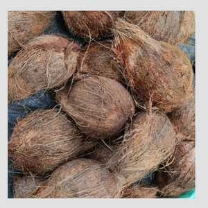 Coco Indio Premium (Coco Semidescascarado) Pollachi, Fruta Tropical y Subtropical, Coco Fresco y Madurado de la India - Product Image 5