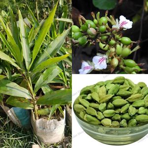 Cardamome verte, Elaichi vert, gousses de cardamome, cardamome verte de qualité supérieure, cardamome verte indienne, cardamome de qualité export, cardamome naturelle - Product Image 1