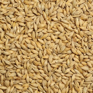 Cebada 100% Natural de Primera Calidad a Granel para Alimentación Animal, Proveniente de Fuentes de Cosecha Limpias para Granjas Ganaderas, Empacada con Calidad de Exportación - Product Image 1