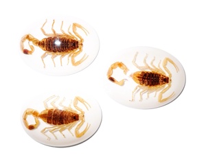 Golden Scorpion Real Specimen <b>Plastic</b> Cabochon Oval 30x40 mm White Flat Bottom for Crafts and Jewelry Making - Product Image 1
