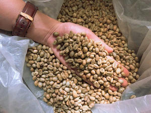 Granos de Café Verde Arábica de Vietnam, Especialidad USDA S16, 100% Natural, Alta Calidad, Grado G1 G2, 0.1% Negro, Granos Rotos, Exportación a Granel - Product Image 3
