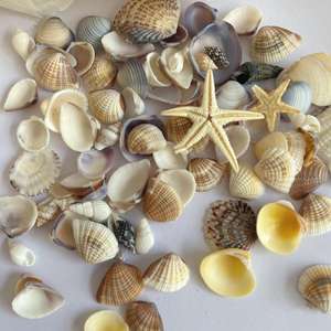 Coquillages exquis, beauté naturelle pour la décoration mondiale |   Commande en gros du Vietnam - Product Image 1