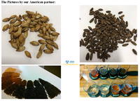 Solutions de système de torréfaction de malt 200kg - 1000kg – Torréfacteur de malt d'orge pour brasseries et usines de malterie - Yingtai Machinery