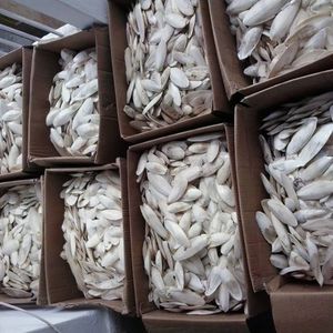 สินค้าขายดีประจำปี 2026 กระดูกปลาหมึกบดสำหรับนก ช่วยบำรุงจะงอยปากและใช้กัดแทะในกรง - Product Image 5