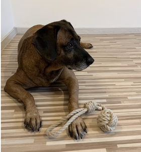 เชือกป่านแบบอินทรีย์ทนทานแบบใหม่สำหรับสุนัขของเล่นที่เคี้ยวได้สำหรับสุนัขที่แข็งแรงทนทานแบบยั่งยืนไม้ Hoanglinhsara + 84378599494 - Product Image 5