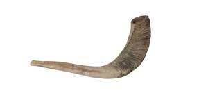 Shofar en corne de bélier Kudu, shofar en corne de bélier poli, shofar artisanal naturel, instrument en corne de bélier, shofar en corne de Kudu, shofar juif - Product Image 5