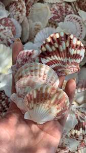 Coquilles Saint-Jacques de tailles variées du Vietnam, coquillages naturels nettoyés pour projets de bricolage, décoration de mariage, bijoux et cadeaux - Product Image 6