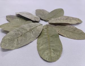 Feuilles de Goyave Indienne Séchées (Psidium Guajava) en Gros pour Poissons Betta et Crevettes – Accessoires d'Aquarium, Feuilles Médicinales Saines et Herbacées - Product Image 3