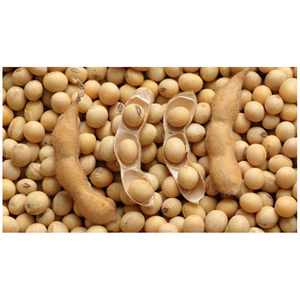 Soja non-OGM disponible à prix avantageux / Soja de haute qualité / Soja jaune non-OGM de qualité supérieure - Product Image 4