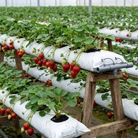 Organische Coco Peat kweekzakjes van plastic materiaal voor hydroponische landbouw, herbruikbaar, milieuvriendelijk, zwart.