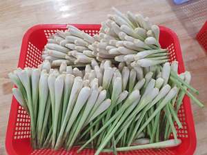 Tiges de citronnelle surgelées IQF de qualité supérieure, qualité alimentaire naturelle, fournisseur du Vietnam - Product Image 5