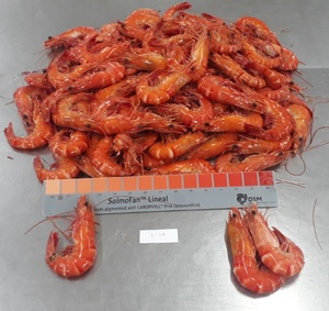 Camarón tigre negro congelado IQF cocinado entero de camarón vivo Head-On Shell-On Semi Monodon Penaeus empaquetado en bolsa - Product Image 2