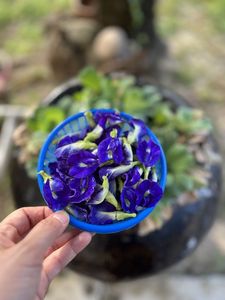 Expad Vietnam Handmade Blended <b>Dried</b> Butterfly Pea Flowers 100% Natural Blue <b>Petals</b> Loose Tea Vacuum Pack Herbal Health Beverag - Product Image 1