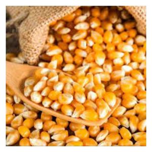 Maïs jaune de qualité alimentaire, grain de maïs, nutrition animale, haute énergie, volailles, bétail, élevage, vente en gros, approvisionnement en vrac, exportateur - Product Image 1