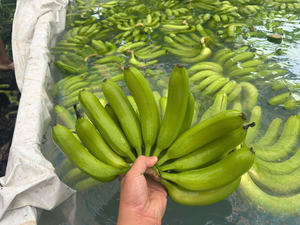 Plátanos Cavendish cultivados en Vietnam con excelente sabor y vida útil, seleccionados para exportar a Asia, Medio Oriente y Europa - Product Image 3