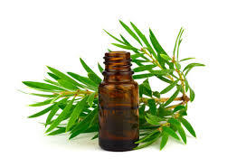 Aceite de árbol de té natural de alta calidad de Kdm Enterprises para aromaterapia, cuidado de la piel, cosméticos y cuidado personal en grandes cantidades. - Product Image 3