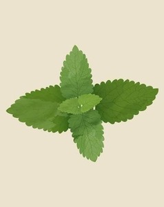 Feuilles de menthe verte naturelle séchées, ingrédient pour tisanes et mélanges de boissons rafraîchissantes, et usage alimentaire - Product Image 1