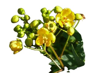 Thai Original KMP Marca Senna Leaves 450 mg Cápsula 60 Cápsulas/Caja Producto Herbal de Alta Calidad Cultivado Salvaje en Tailandia - Product Image 2