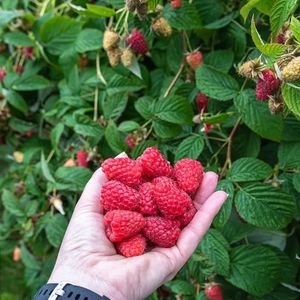 Set de Regalo de Semillas de Frutas Frescas, 4 Tipos, Seleccionado al Azar. Regalos para el Día de la Independencia - Product Image 3