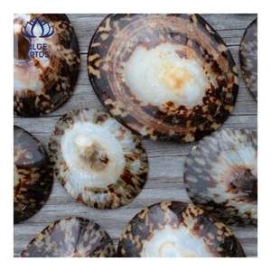 TENDENCIA ACTUAL Concha de Limpet Adecuada para Protección de la Piel y Uso Personal, Forma Pulida Suave para un Contacto Delicado - Product Image 3