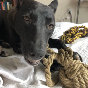 Juguete Masticable de Cáñamo Ecológico y Duradero para Perros - Combate el Aburrimiento, Ayuda a Adaptarse a Nuevos Entornos, Uso Diario HOANG LINH SG VIETNAM - Product Image 3