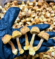 Thé santé, poudre de champignon Agaricus Blazei broyée
