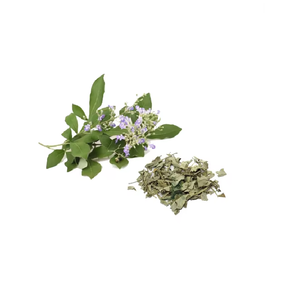 Poudre d'extrait de feuille de Nirgudi séchée à l'air chaud, complément herbal standardisé avec apigénine pour le soutien immunitaire - Product Image 1