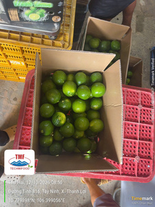 Citron vert frais sans pépins 4kg 4.5kg Carton |   Fournisseur de fruits frais du Vietnam - Product Image 4