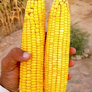 Ensilaje de Maíz para Vacas Lecheras y Ganado Bovino, Ensilaje de Maíz Amarillo de Alta Energía para Proveedores de Alimentos para Granjas y Compradores de Ganado - Product Image 6