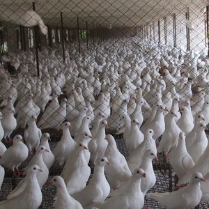 Fournisseur chinois de viande de pigeon frais congelé en gros Viande de pigeon rapide entière Meilleure vente Pigeon nourri aux grains entiers scellé sous vide - Product Image 5