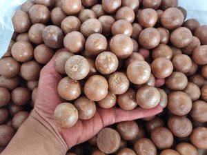 เม็ดมะคาเดเมียเวียดนาม |   ถั่วคุณภาพสูงสำหรับตลาดส่งออก - Product Image 5