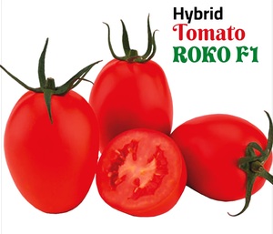 Graines hybrides de tomate ROKO F1 - Product Image 1