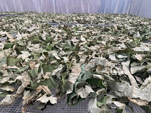 ชาสมุนไพรแห้งพรีเมียม ใบบัวบก ขิง 2 กรัม บรรจุซอง ช่วยดีท็อกซ์ ลดน้ำหนัก ดูแลสุขภาพ แบรนด์ NMPT เวียดนาม - Product Image 3