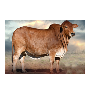 ขายส่งวัวโบรันสำหรับผู้ค้าปศุสัตว์และเจ้าของฟาร์ม - Product Image 1