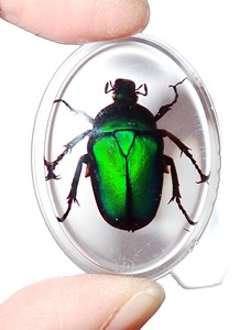 Green Rose Chafer Beetle Real Specimen Plastic Cabochon Oval 31x41 mm Clear Flat Bottom Modern for Crafts and Jewelry Making - Product Image 2