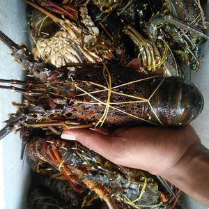 Homard épineux congelé |   Fournisseurs en gros de homards entiers transformés IQF avec emballage sous vide, origine américaine - Product Image 2