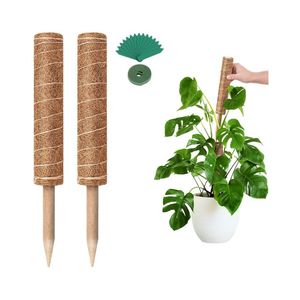 Los más buscados: Estacas de fibra de coco para plantas, ideales para la extensión vertical de flora en invernaderos críticos y paquetes de base para la humedad de raíces aéreas. - Product Image 1