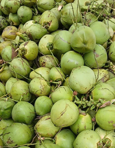 มะพร้าวน้ำหอมสดพรีเมียม หวานธรรมชาติ เหมาะสำหรับร้านกาแฟ ชานมไข่มุก บริการจัดส่งอาหาร เวียดนามส่งออก - Product Image 4