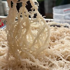 Venta al por mayor OEM embalaje a granel seco Laver Seamoss Eucheuma Cottonii sal algas Ulva Lactuca musgo irlandés en bolsas de musgo irlandés - Product Image 2