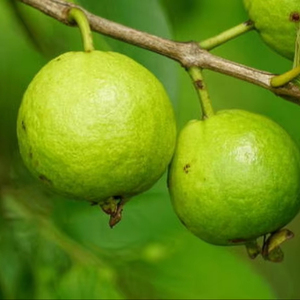 Citron séché naturel du fleuve Mékong – Vente en gros et fabrication OEM - Product Image 1