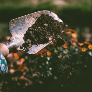 Compost de fumier de vache riche en micro-organismes, vermicompost, engrais organique pour améliorer la santé du sol des plantations - Product Image 3