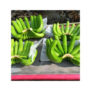 Bananes Cavendish Fraîches de Qualité Supérieure pour l'Exportation – Vente en Gros 99 Gold Data Vietnam – Prix Compétitif – Meilleures Ventes – Grade Premium 13kg - Product Image 1