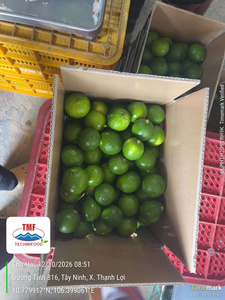 Citron vert frais sans pépins 4kg 4.5kg Carton |   Fournisseur de fruits frais du Vietnam - Product Image 3