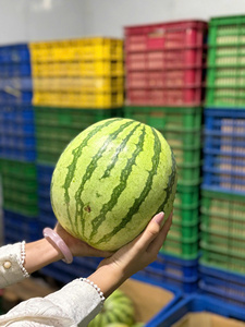 แตงโมไรเมล็ดจากเวียดนาม – เนื้อแดง สดจากฟาร์มโดยตรงสำหรับตลาดต่างประเทศ - Product Image 4
