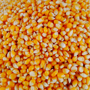 Maíz Amarillo 2026 para Alimentación Animal, Mejores Precios, Exportación Global, Popular para Consumo Humano, Grano Dañado 5.0% Máx., Listo para Envío Inmediato - Product Image 6
