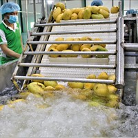 Bebidas de Jugo de Frutas Tropicales, Jugo de Frutas Saludable, Fabricante de Bebidas con Certificación de Vietnam, Marca Privada OEM, Muestra Gratuita
