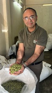 Cardamome Verte Indienne Premium 7mm Fraîche Brute à Arôme Intense, Exportateur en Gros du Kerala pour l'Assaisonnement Culinaire, le Thé et les Mélanges d'Épices - Product Image 4